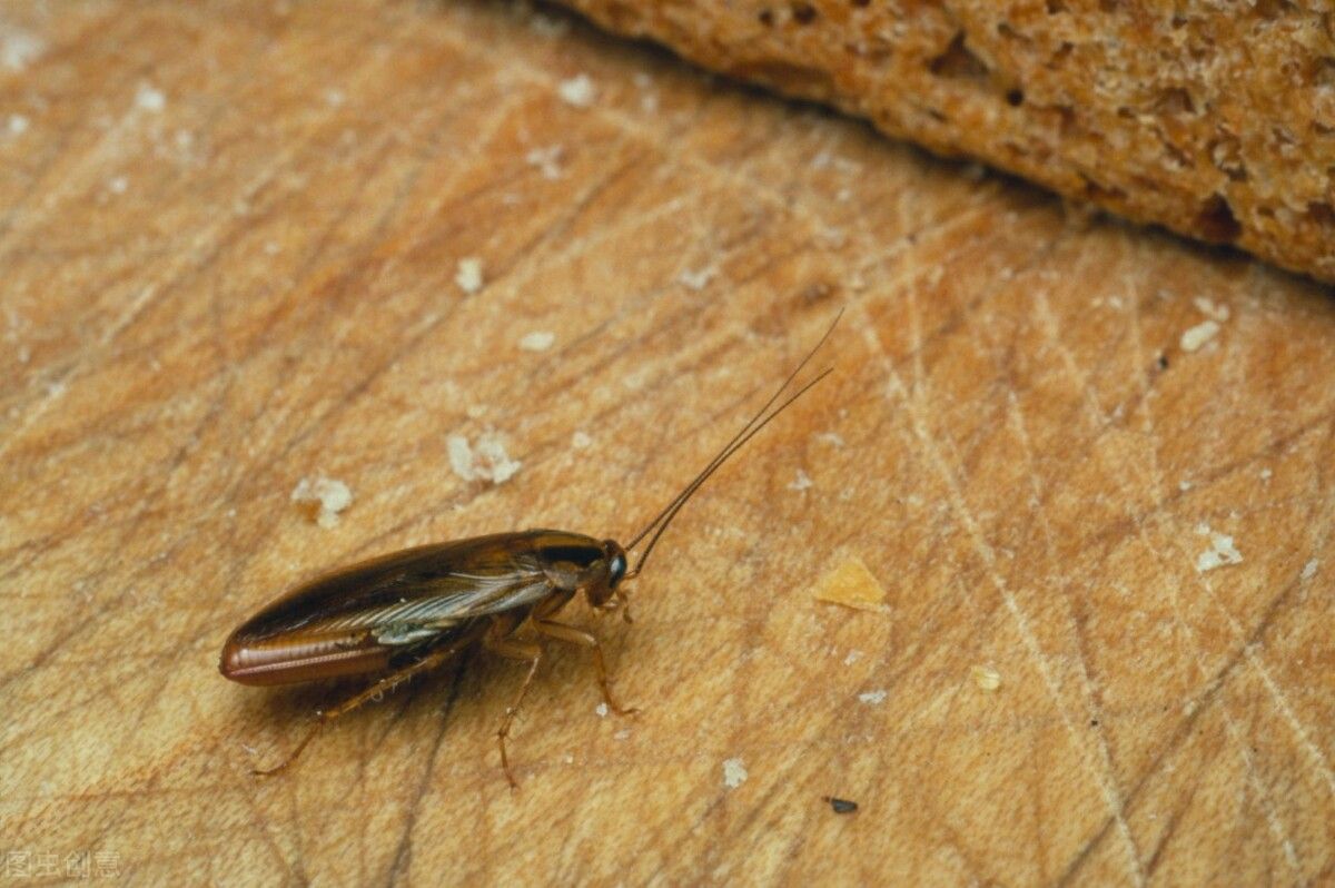 大强虫控：常见蟑螂德国小蠊的习性和防治措施
