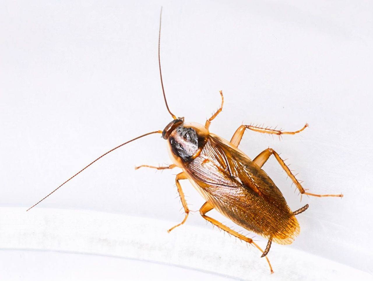 大强虫控：常见蟑螂德国小蠊的习性和防治措施